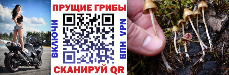 МЕГА ССЫЛКА  Чапаевск  Галлюциногенные грибы MAGIC MUSHROOMS 